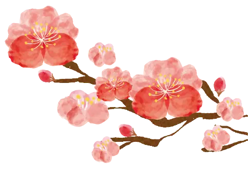 イラスト：梅の花